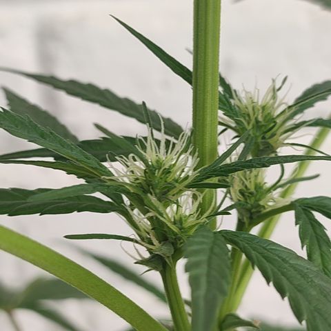 Santa Marta Haze growlog timeline photo