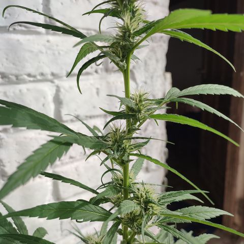 Santa Marta Haze growlog timeline photo