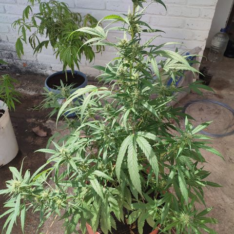 Santa Marta Haze growlog timeline photo