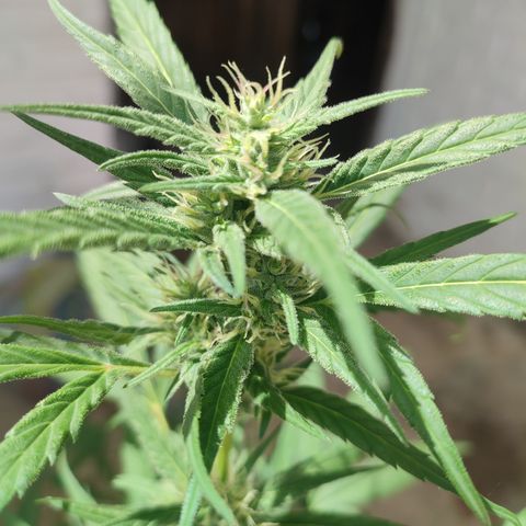 Santa Marta Haze growlog timeline photo