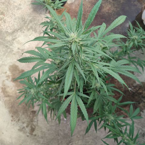 Santa Marta Haze growlog timeline photo