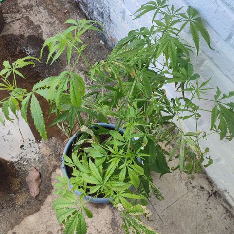 AK 47 growlog timeline photo