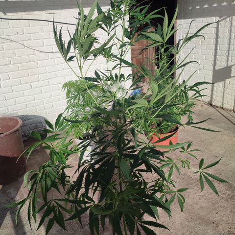 AK 47 black  growlog timeline photo