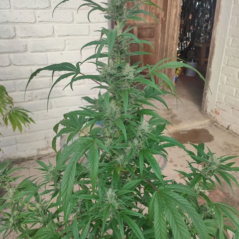 Santa Marta Haze growlog timeline photo