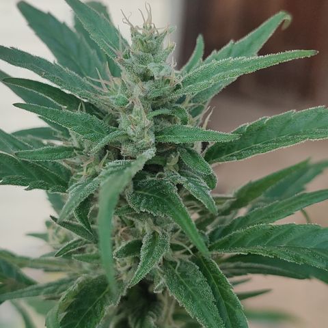 Santa Marta Haze growlog timeline photo