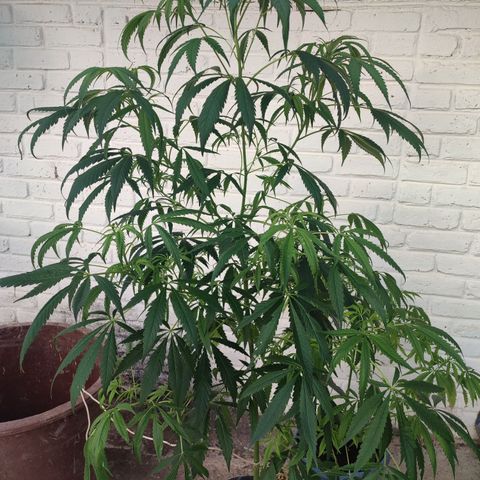 AK 47 black  growlog timeline photo