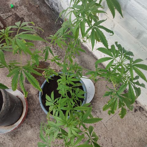 AK 47 growlog timeline photo