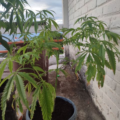 AK 47 growlog timeline photo