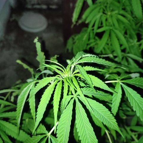 AK 47 growlog timeline photo