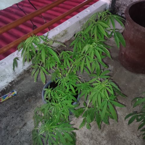 AK 47 growlog timeline photo