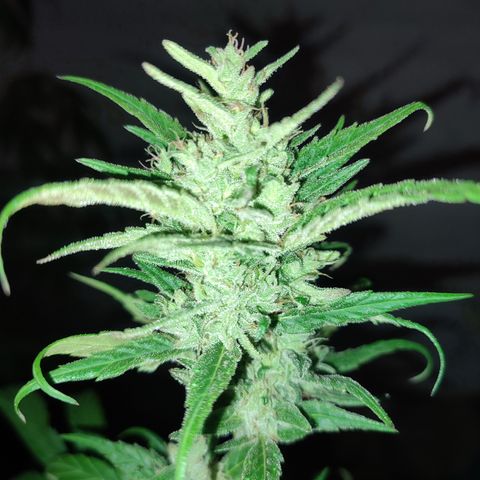 Santa Marta Haze growlog timeline photo