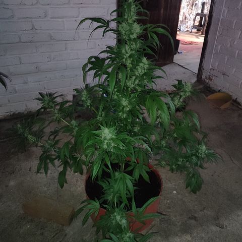 Santa Marta Haze growlog timeline photo