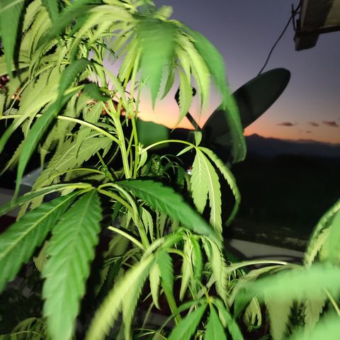 AK 47 black  growlog timeline photo