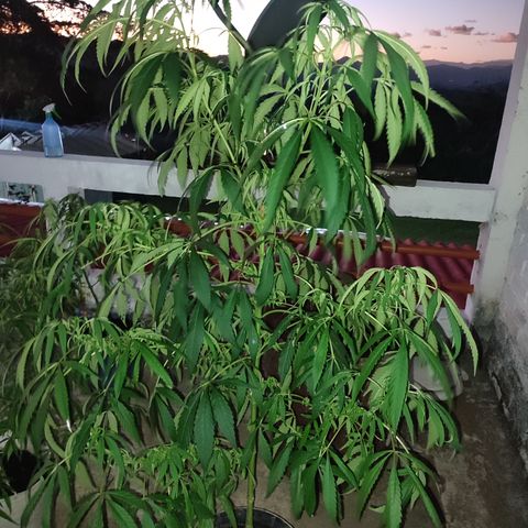 AK 47 black  growlog timeline photo