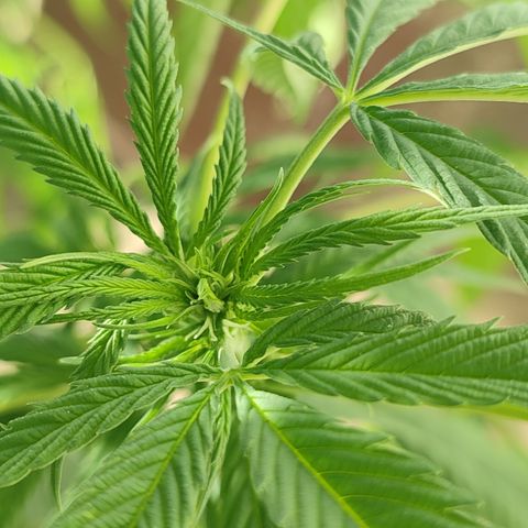 AK 47 black  growlog photo: Aparecen primeros pistilos 