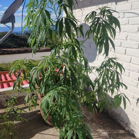AK 47 black  growlog timeline photo