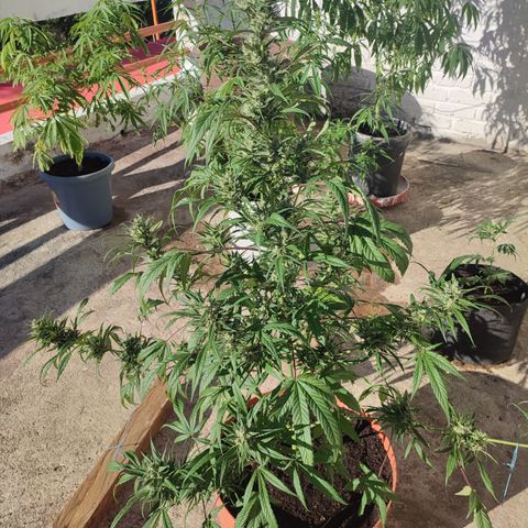Santa Marta Haze growlog timeline photo