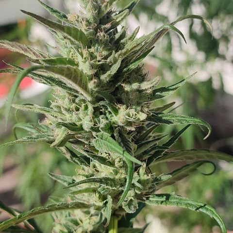 Santa Marta Haze growlog timeline photo