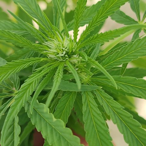 AK 47 growlog timeline photo