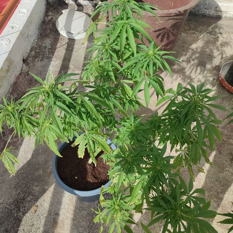 AK 47 growlog timeline photo