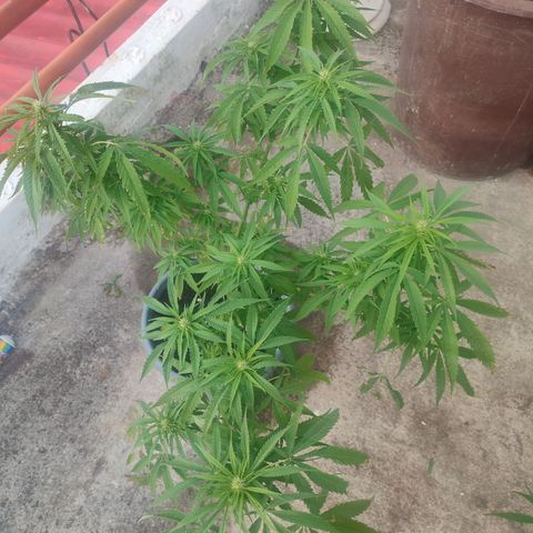 AK 47 growlog timeline photo
