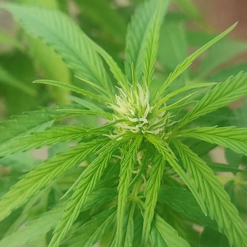 AK 47 growlog timeline photo