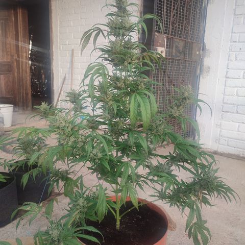 Santa Marta Haze growlog timeline photo