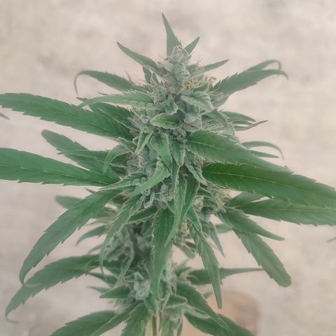 Santa Marta Haze growlog timeline photo