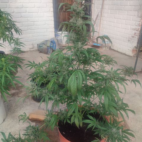 Santa Marta Haze growlog timeline photo