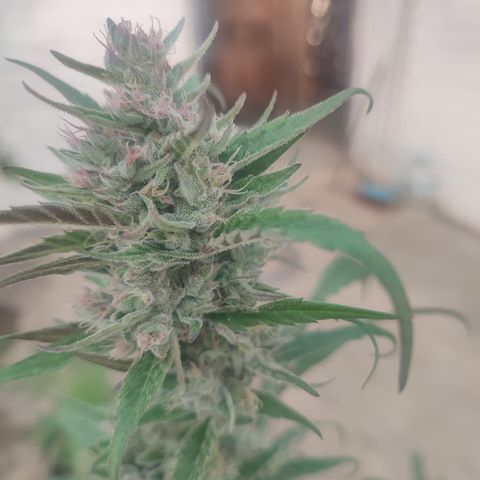 Santa Marta Haze growlog timeline photo