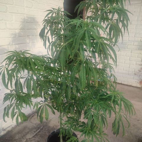 AK 47 black  growlog timeline photo
