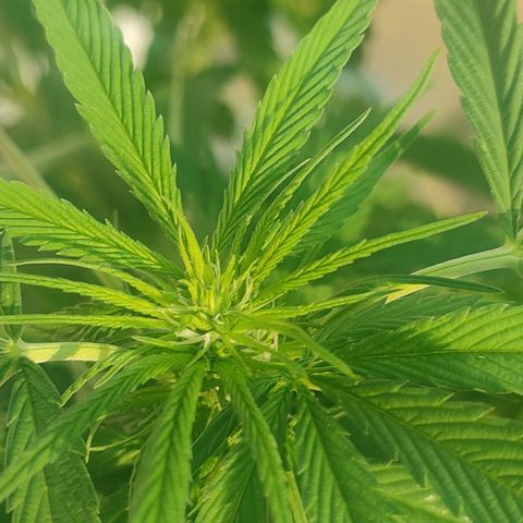 AK 47 black  growlog timeline photo