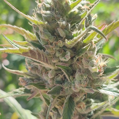 Santa Marta Haze growlog timeline photo