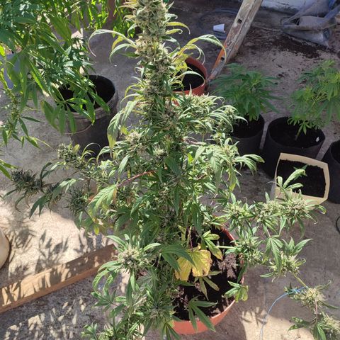Santa Marta Haze growlog timeline photo