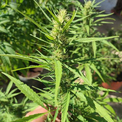AK 47 growlog timeline photo