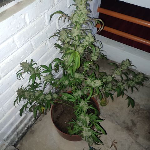 Santa Marta Haze growlog timeline photo