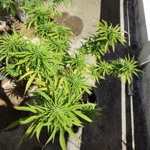AK 47 growlog timeline photo