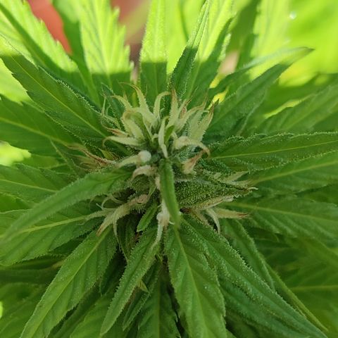AK 47 growlog timeline photo