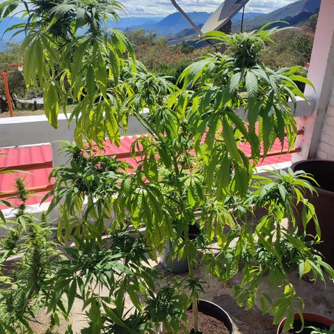 AK 47 black  growlog timeline photo