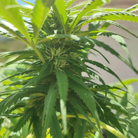 AK 47 black  growlog timeline photo
