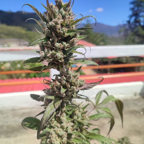 Santa Marta Haze growlog timeline photo