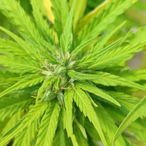 AK 47 growlog timeline photo