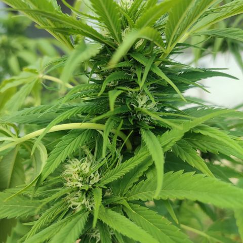 AK 47 black  growlog timeline photo