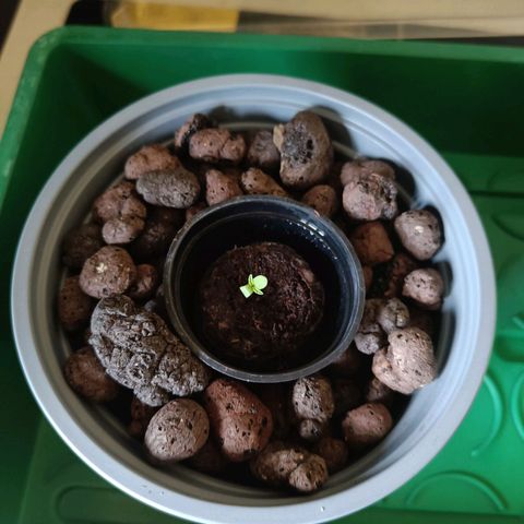 Grandaddy Purple Auto 2 growlog photo: Day 1