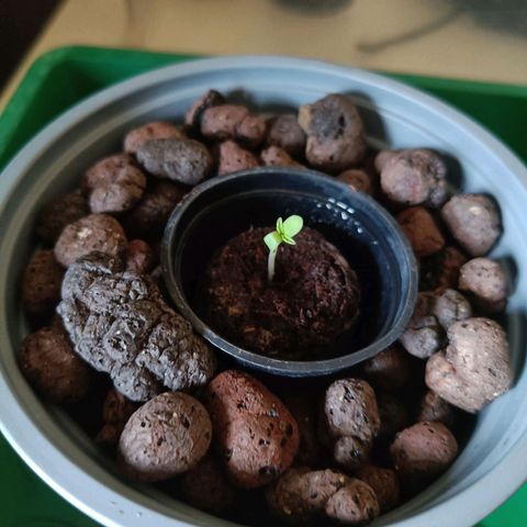 Grandaddy Purple Auto 2 growlog timeline photo