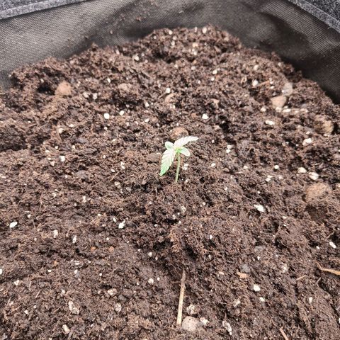 Grandaddy Purple Auto 2 growlog timeline photo