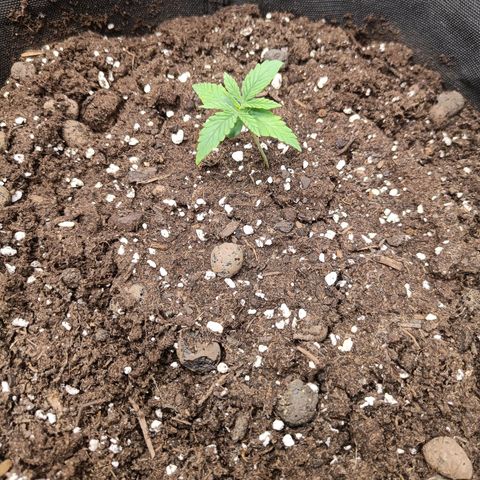 Grandaddy Purple Auto 2 growlog timeline photo