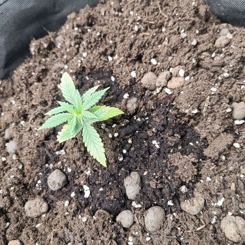 Grandaddy Purple Auto 2 growlog timeline photo