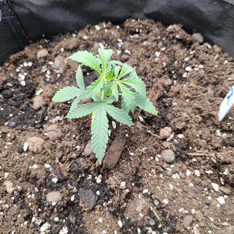 Grandaddy Purple Auto 2 growlog timeline photo