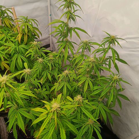 Grandaddy Purple Auto 2 growlog timeline photo